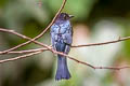 Square-tailed Drongo-Cuckoo Surniculus lugubris brachyurus