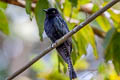 Square-tailed Drongo-Cuckoo Surniculus lugubris brachyurus