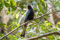 Square-tailed Drongo-Cuckoo Surniculus lugubris brachyurus