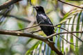 Square-tailed Drongo-Cuckoo Surniculus lugubris brachyurus