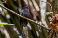 Square-tailed Drongo-Cuckoo Surniculus lugubris brachyurus