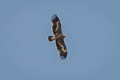 Steppe Eagle Aquila nipalensis nipalensis