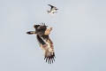 Steppe Eagle Aquila nipalensis nipalensis