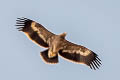 Steppe Eagle Aquila nipalensis nipalensis