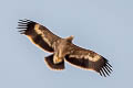 Steppe Eagle Aquila nipalensis nipalensis