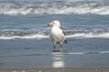 Steppe Gull Larus fuscus barabensis