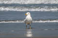 Steppe Gull Larus fuscus barabensis