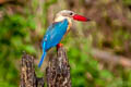 Stork-billed Kingfisher Pelargopsis capensis burmanica