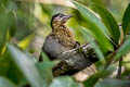 Streak-breasted Woodpecker Picus viridanus