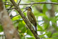 Streak-breasted Woodpecker Picus viridanus