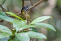 Streak-breasted Woodpecker Picus viridanus