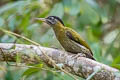 Streak-breasted Woodpecker Picus viridanus