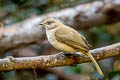 Streak-eared Bulbul Pycnonotus conradi