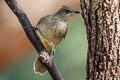 Streak-eared Bulbul Pycnonotus conradi