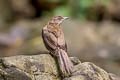 Streak-eared Bulbul Pycnonotus conradi