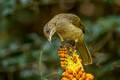 Streak-eared Bulbul Pycnonotus conradi