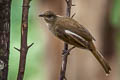 Streak-eared Bulbul Pycnonotus conradi