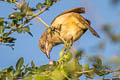 Streak-eared Bulbul Pycnonotus conradi