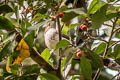 Streaked Bulbul Ixos malaccensis