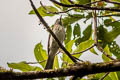 Streaked Bulbul Ixos malaccensis