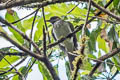 Streaked Bulbul Ixos malaccensis