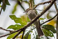 Streaked Bulbul Ixos malaccensis