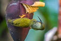 Streaked Spiderhunter Arachnothera magna musarum