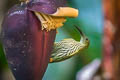 Streaked Spiderhunter Arachnothera magna musarum