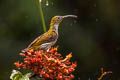 Streaked Spiderhunter Arachnothera magna musarum