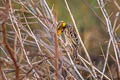 Streaked Weaver Ploceus manyar williamsoni