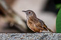 Streaked Wren-Babbler Gypsophila brevicaudata brevicaudata 