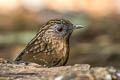 Streaked Wren-Babbler Gypsophila brevicaudata brevicaudata 