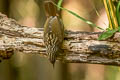 Streaked Wren-Babbler Gypsophila brevicaudata brevicaudata 
