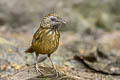 Streaked Wren-Babbler Gypsophila brevicaudata brevicaudata 