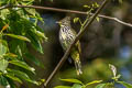 Striated Bulbul Alcurus striatus paulus