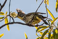 Striated Bulbul Alcurus striatus paulus