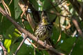 Striated Bulbul Alcurus striatus paulus