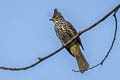 Striated Bulbul Alcurus striatus paulus