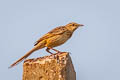 Striated Grassbird Megalurus palustris toklao