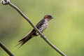 Striated Swallow Cecropis daurica stanfordi