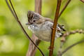 Striated Yuhina Staphida castaniceps striata