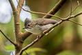 Striated Yuhina Staphida castaniceps striata