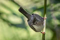 Striated Yuhina Staphida castaniceps striata