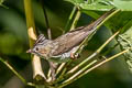 Striated Yuhina Staphida castaniceps striata