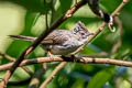 Striated Yuhina Staphida castaniceps striata