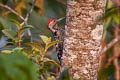 Stripe-breasted Woodpecker Dendrocopos atratus atratus