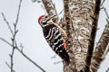 Stripe-breasted Woodpecker Dendrocopos atratus atratus