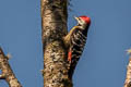Stripe-breasted Woodpecker Dendrocopos atratus atratus