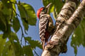 Stripe-breasted Woodpecker Dendrocopos atratus atratus