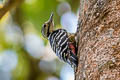 Stripe-breasted Woodpecker Dendrocopos atratus atratus